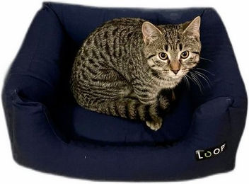 Produktbild von LOOPcats Katzenliege LIEBLINGSPLATZ cats