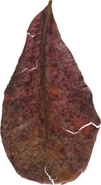 Produktbild von Lot von 14 Blättern Catappa von Badamier Zolux