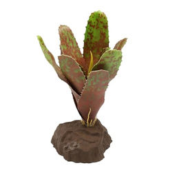 Lucky Reptile Bromelie Neoregelia grün 20 cm – Bild 1 von 3