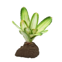 Lucky Reptile Bromelie Neoregelia weiß 20 cm – Bild 1 von 4