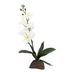 Produktbild von Lucky Reptile Orchidee klein weiß 35 cm