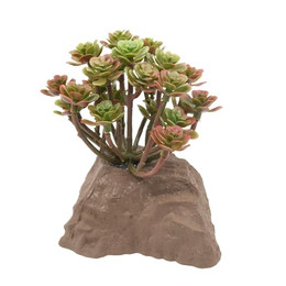Produktbild von Lucky Reptile Steinpflanze 10 cm