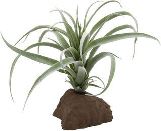 Produktbild von Lucky Reptile Tillandsie Pflanze 20 cm