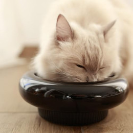 Produktbild von LucyBalu MYCO erhöhter Katzennapf aus Keramik