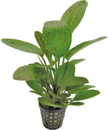 Produktbild von Ludwigia sp. White Lebende Aquariumpflanze