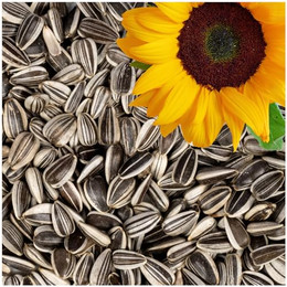 Produktbild von Lyra Pet Sonnenblumenkerne gestreift - 25 kg