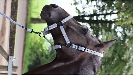 Produktbild von Lami-Cell Longe Reiten Midnight Schwarz Grau