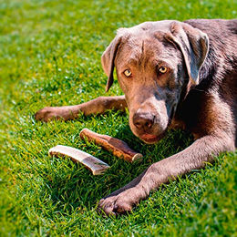 Larsson Halbiertes Hirschgeweih Half-Chew Naturkauartikel für Hunde M 80-120g - 80 g – Bild 1 von 6