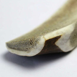 Larsson Halbiertes Hirschgeweih Half-Chew Naturkauartikel für Hunde S 50-80g - 50 g – Bild 1 von 5