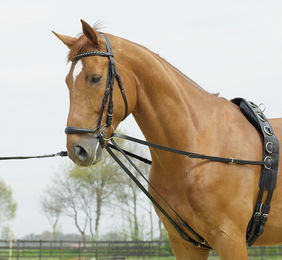 Produktbild von Laufferzügel Basic Busse aus Leder für Ponys in Schwarz