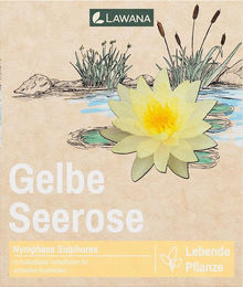 LAWANA Nymphaea Natura Coco Sulphurea Bio Wasserpflanze 1 Stück – Bild 1 von 2