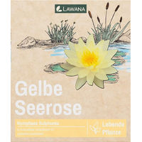 Produktbild von LAWANA Nymphaea Natura Coco Sulphurea Bio Wasserpflanze 1 Stück