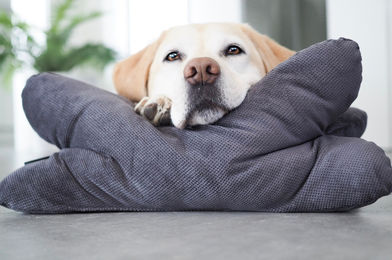 Lebon Cruto XL Hundekissen Kopfkissen Grau mit Silikon – Bild 1 von 7