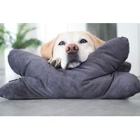 Produktbild von Lebon Cruto XL Hundekissen Kopfkissen Grau mit Silikon