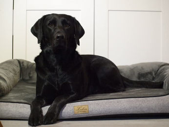 Lebon Hundebett Balou Plus Orthopädisch Grau für mittelgroße bis große Hunde - 100 cm – Bild 1 von 10