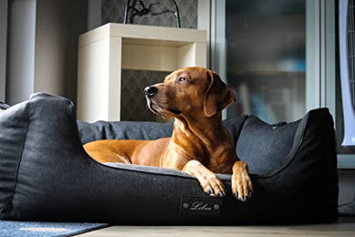 Lebon Hundebett Carl Plus mit Memory Foam und Liegedecke Grau 100 x 75 cm - 100 cm – Bild 1 von 6