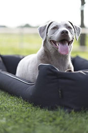 Lebon Hundebett Paula Plus Schwarz Orthopädisch Größe M aus Nylon – Bild 1 von 5