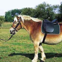 Produktbild von Leder Reitsattel Norton in Schwarz