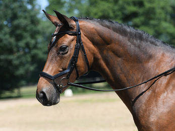 Leder Trense FEELING für Warmblut in Braun – Bild 1 von 5