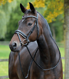 Leder Trense Monza Schwarz Weiß mit Silber Strass für Warmblut – Bild 1 von 1