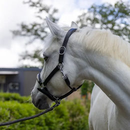 Produktbild von Lederhalfter für Pferde Canter Mylord in Braun oder Schwarz