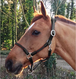 Produktbild von Lederhalfter und Seil für Pferde Cavaletti Tara in Schwarz