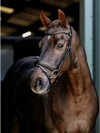 LeMieux Bridon Dressurtrense aus Leder für Ponys in Schwarz und Silber – Bild 1 von 1