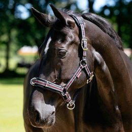 LeMieux Cavesson Lunge Headcollar Halfter für Pferde in Größe Cob – Bild 1 von 1