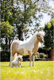 LeMieux Hobby Horse Zubehör Lemon – Bild 1 von 1