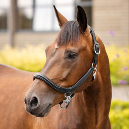 LeMieux Leder Grooming Halfter für Warmblut Pferde in Braun oder Schwarz – Bild 1 von 5