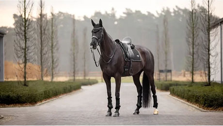 Produktbild von LeMieux Puissance Dressurmatte für Pferde aus Suede in Schwarz Größe S/M