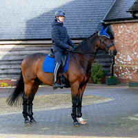 Produktbild von LeMieux Suede Dressage Schabracke Benetton Blue Größe S/M