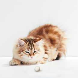 LEO LÖWENKATZ 5 Filzbälle für Katzen aus reinem Wollfilz in Weiß – Bild 1 von 2