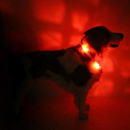 LEUCHTIE Easy Charge LED Leuchthalsband für Hunde rot aufladbar wasserdicht Größe 40 – Bild 1 von 4