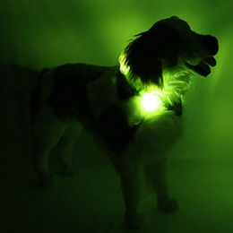LEUCHTIE Easy Charge LED Leuchthalsband für Hunde wasserdicht aufladbar neongrün Größe 40 - 1 Stk. – Bild 1 von 3
