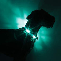 LEUCHTIE Easy Charge LED Leuchthalsband für Hunde wasserdicht aufladbar Türkis Größe 50 - 1 Stk. – Bild 1 von 4