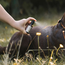 LILA LOVES IT Silberspray mit Aloe Vera und Hyaluron für Hunde 50 ml - 50 ml – Bild 1 von 6