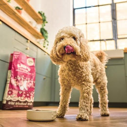 Lily's Kitchen Trockenfutter für ausgewachsene Hunde Ente Lachs und Hirsch Getreidefrei 7kg - 7 kg – Bild 1 von 2