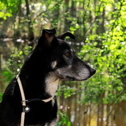Lionto Erziehungshalsband für Hunde aus Nylon in Beige XL mit 55 cm Länge – Bild 1 von 3