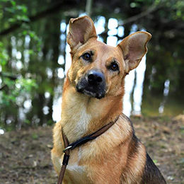 Lionto Erziehungshalsband für Hunde aus Nylon in Braun Größe M – Bild 1 von 3