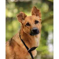 Produktbild von Lionto Erziehungshalsband für Hunde aus wasserfestem Nylon in Schwarz XL mit 55 cm Länge