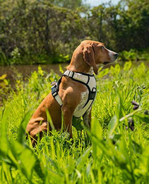 lionto Hundegeschirr Y-Geschirr aus Nylon beige Größe M – Bild 1 von 7