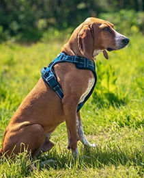 lionto Hundegeschirr Y-Geschirr aus Nylon blau Größe M – Bild 1 von 7