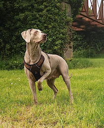 lionto Hundegeschirr Y-Geschirr aus Nylon braun XL reflektierend – Bild 1 von 6