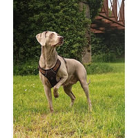 Produktbild von lionto Hundegeschirr Y-Geschirr aus Nylon braun XL reflektierend