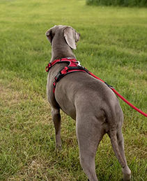 lionto Hundegeschirr Y-Geschirr aus Nylon rot Größe L reflektierend - 1 Stk. – Bild 1 von 7