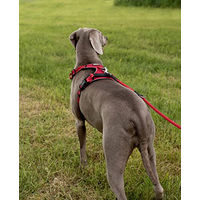 Produktbild von lionto Hundegeschirr Y-Geschirr aus Nylon rot Größe L reflektierend - 1 Stk.