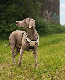 lionto Hundegeschirr Y-Geschirr aus Oxford-Gewebe beige Größe L – Bild 1 von 8