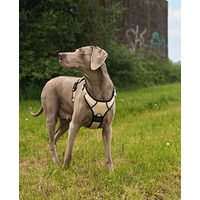 Produktbild von lionto Hundegeschirr Y-Geschirr aus Oxford-Gewebe beige Größe L