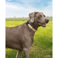 Produktbild von Lionto Hundehalsband aus Nylon beige Größe L reflektierend und wasserabweisend